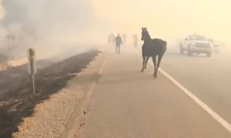 Spasili konja od požara, on se vratio da spasi mladunče (VIDEO)
