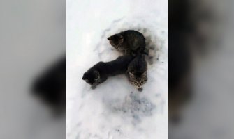 Radnik na bušotini promrzle mačiće spasio uz pomoć kafe (VIDEO)
