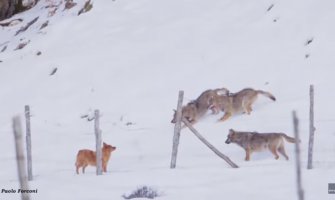 Pas pobjegao od tri vuka uz nevjerovatnu akrobaciju (VIDEO)