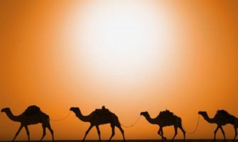 Novo istraživanje - antitijela lame i kamile djelotvorna u liječenju kovida