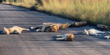 Životinje se dobro navikavaju na život bez ljudi: Krdo lavova leži nasred ulice (FOTO)