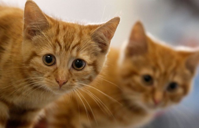U Njujorku dvije mačke zaražene koronavirusom