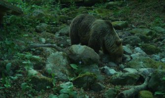 Mrki medvjed se odomaćio na Biogradskoj gori, pogledajte snimak (VIDEO)