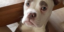 Pas postao influenser, na Instagramu ga prati više od 130 hiljada ljudi (FOTO)