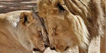 Ljubavni par lavova zajedno eutanizovan: Nisu mogli da žive jedno bez drugog