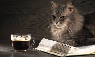 Zašto mačke obožavaju piti vodu iz slavine