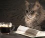 Zašto mačke obožavaju piti vodu iz slavine