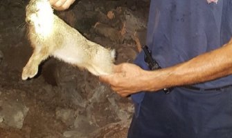 Podgorica: Vatrogasci gasili pet požara i spasili mladunče zeca  