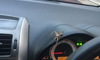 Bizarna nesreća u Britaniji: Vozač se zakucao u stub javne rasvete dok je pokušavao da se otarasi pauka (FOTO)