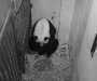 Ženka velike pande u zoološkom vrtu na svijet donijela zdravo mladunče