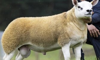 Najskuplja ovca na svijetu prodata za 490 hiljada dolara