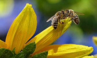 Otrov pčela uništava agresivne ćelije raka dojke 