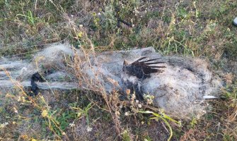 CZIP: Zastrašujući prizori uginulih ptica u Zeti, među njima i zaštićene vrste