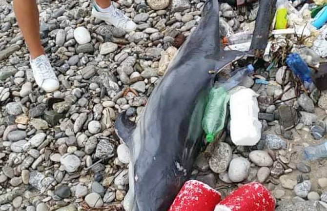 More izbacilo uginulog delfina na obali Igala