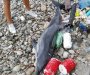 More izbacilo uginulog delfina na obali Igala