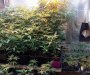 Srbija: Otkrivena laboratorija za proizvodnju marihuane u Zemunu, uhapšene dvije osobe