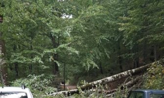 NP Biogradska gora zatvorena za posjetioce zbog oborenih stabala usljed nevremena