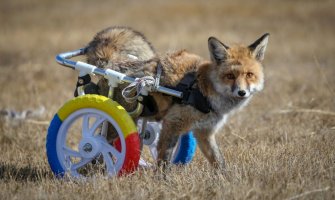 Hodalicom pomogli paralizovanoj lisici da se ponovo kreće (FOTO)