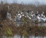 Najranije gniježđenje pelikana u istoriji istraživanja NP Skadarsko jezero