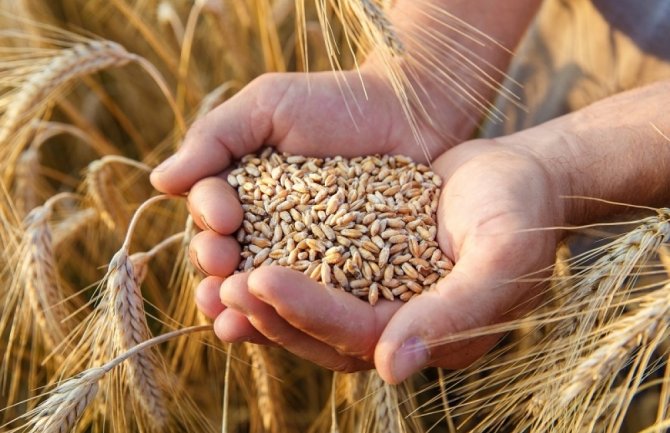 Izvršiti inspekcijski nadzor i konstatovati stanje u kome se nalazi pšenica
