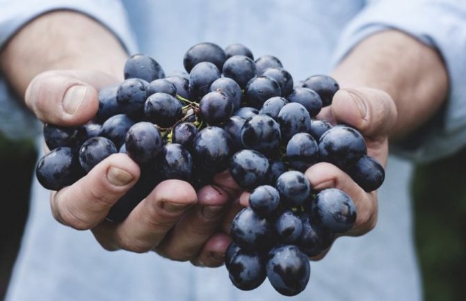 Počeo Velikogospojinski post: Evo zašto se prvi put jede grožđe