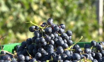 Na Plantažama u toku berba vinskog grožđa, ubrano oko 13 miliona kilograma
