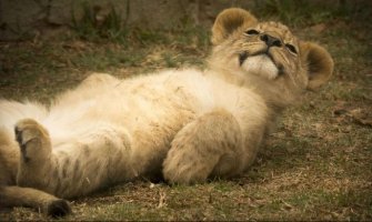 Pronađen lav koji se jutros izgubio u Budvi