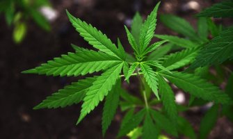 Uhapšena osoba u Budvi zbog marihuane