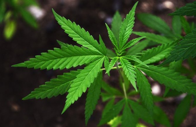 Holandija uvodi probne licence za uzgajivače marihuane