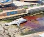 Tužan prizor u Boki: Iz vode izvukli mrtvog delfina