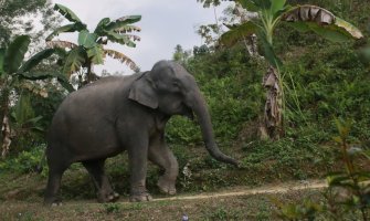Azijski slonovi sahranjuju svoje mrtve