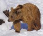 Medvjed povrijedio danskog skijaša na Šar planini