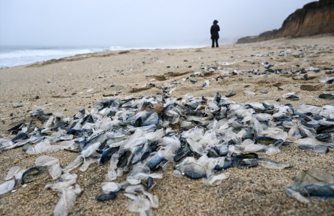 Milioni plavih meduza na kalifornijskoj plaži