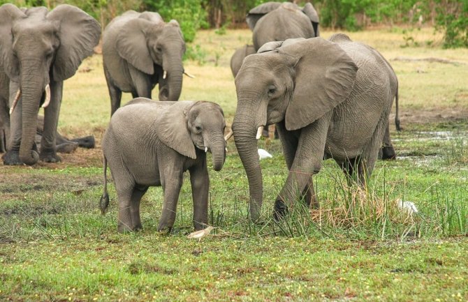 Bocvana prijeti slanjem 20.000 slonova u Njemačku