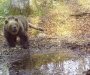 Medvjed u Japanu napao policajce i usmrtio jednog čovjeka: Izdato upozorenje za stanovnike