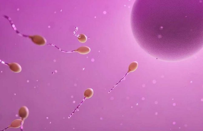 Francuski istraživači zabrinuti: Visok nivo herbicida u spermi opasan za reproduktivni sistem i neplodnost