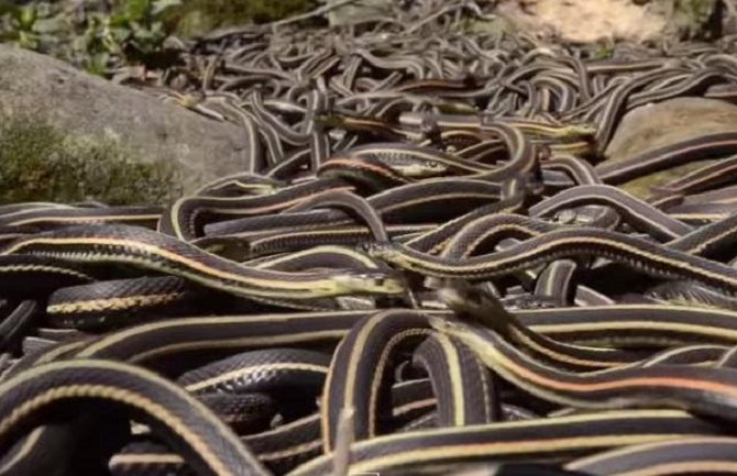 Najveće okupljanje zmija na jednom mjestu uopšte: 