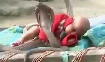 Kraljevske kobre čuvaju bebu (VIDEO)