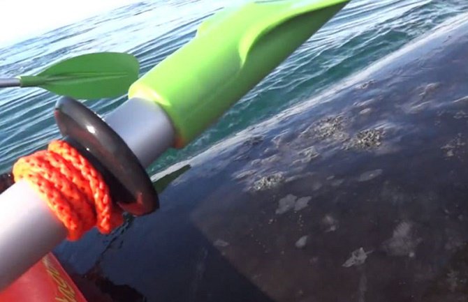 Kajakaši se vozili na leđima ogromnog kita! (VIDEO)