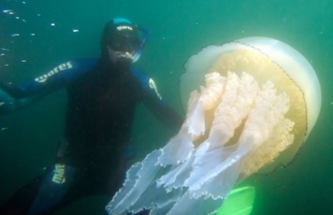 Pogledajte najveću meduzu na svijetu