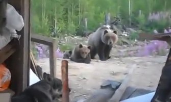 Igrali se sa mečetom, medved ih sve pobio!(VIDEO) 
