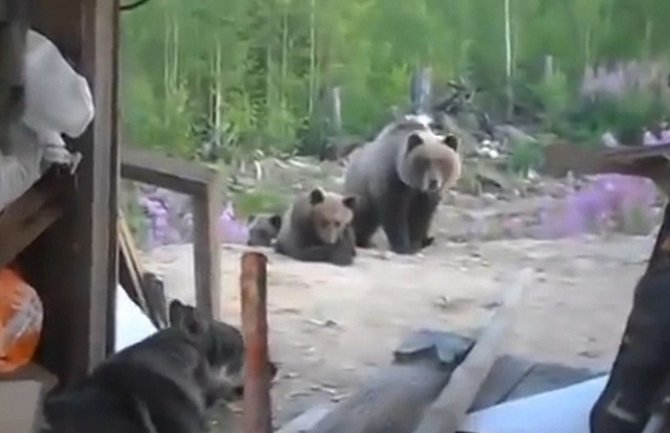 Igrali se sa mečetom, medved ih sve pobio!(VIDEO) 