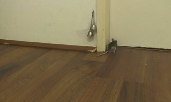 Pogledajte kako miš traži gazdarici da mu otvori vrata (VIDEO)