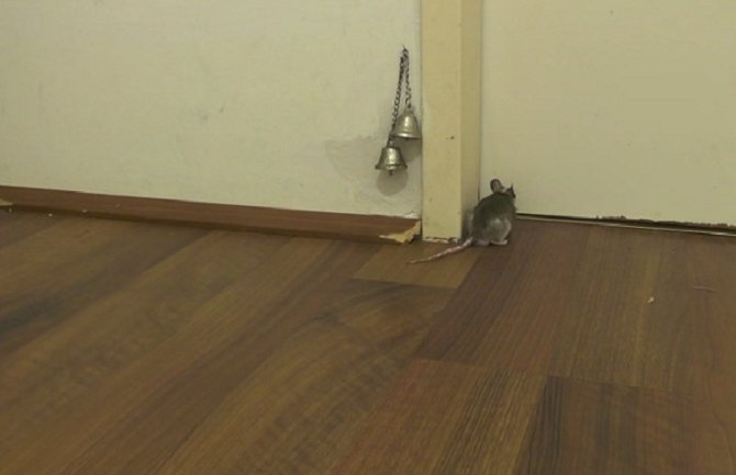 Pogledajte kako miš traži gazdarici da mu otvori vrata (VIDEO)