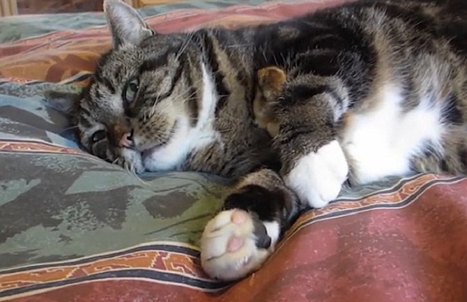 Mačka i pile najbolji prijatelji! (VIDEO)