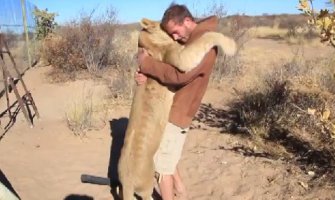 Neprocjenjivo: Lav skočio u zagrljaj svom oslobodiocu (VIDEO)