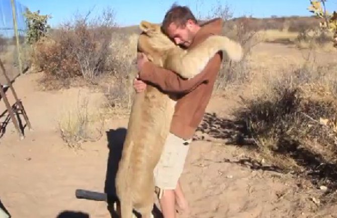 Neprocjenjivo: Lav skočio u zagrljaj svom oslobodiocu (VIDEO)