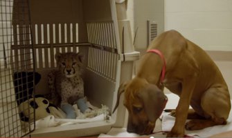Pas tokom operacije čuvao prijatelja geparda (VIDEO)