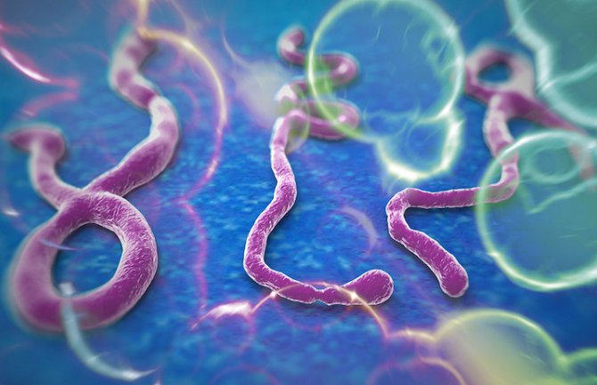Zašto je ebola smrtonosna