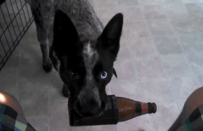 Naučio psa da mu donosi hladno pivo kad god je žedan(VIDEO)